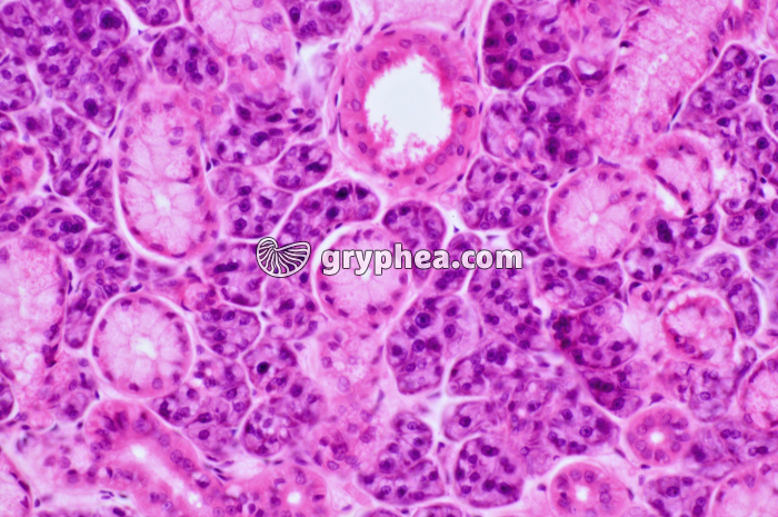 Glande salivaire x100 - gryphea.org